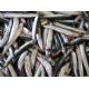 Anchovis Ingraulis